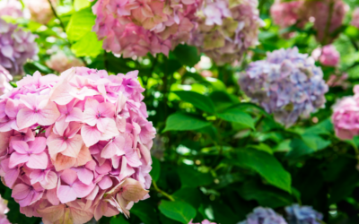 Helpful Hydrangea Pruning Tips for Homeowners in Massachusetts