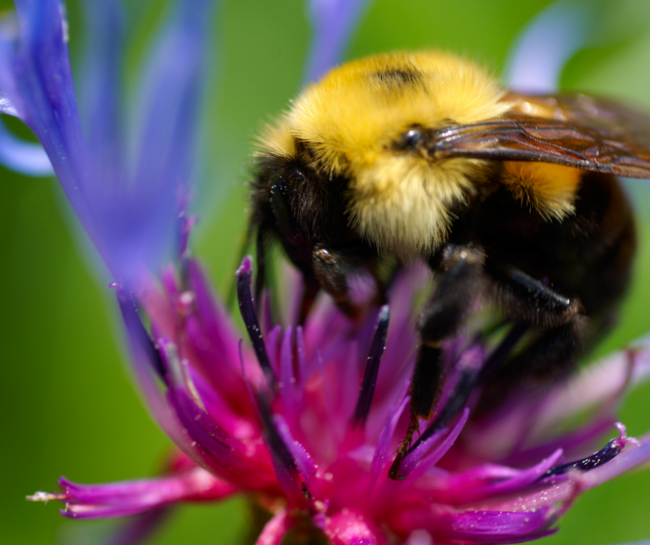 honey bee pollinating a color flower