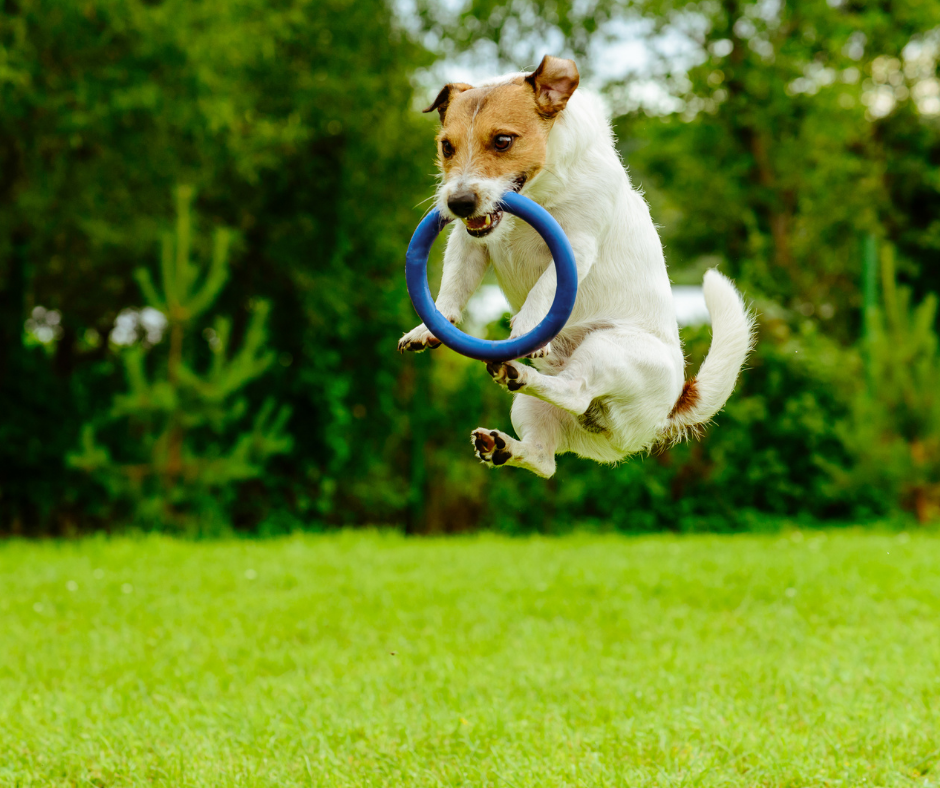dog jumping in the air with toy in his mouth