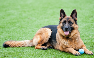 Pet Friendly Artificial Grass: How Much Does it Cost, and is the Investment Worthwhile?